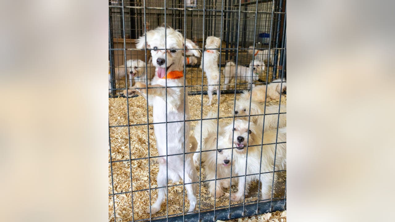 Over 400 Rescued Dogs Available for Adoption in Texas, Oklahoma, Mexico
