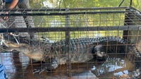 10-foot alligator removed from North Texas lake