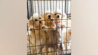 50-60 Maltese dogs need foster homes after animal cruelty rescue