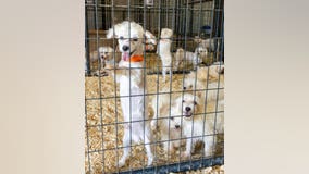 Rescued Maltese dogs available for adoption soon in Fort Worth