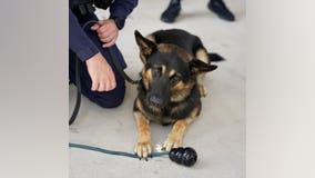 Dallas PD K-9 heads home after heat-related hospitalization