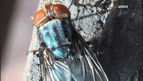 U.S. to spend $850M fighting screwworm fly that's threatening Texas livestock