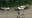 2 children, 1 adult dead, 3 others hospitalized in Dallas crash