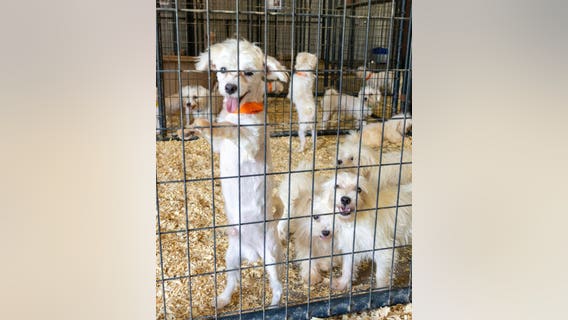 Rescued Maltese dogs available for adoption soon in Fort Worth