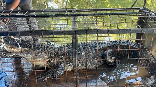 10-foot alligator removed from North Texas lake