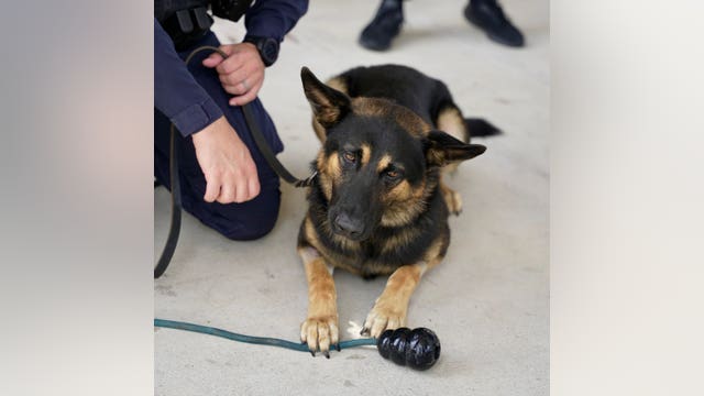 Dallas PD K-9 heads home after heat-related hospitalization
