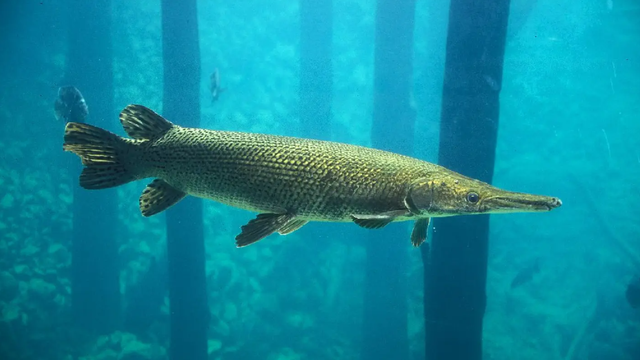 Texas drawing will give 150 anglers chance to catch 'fish of a lifetime'