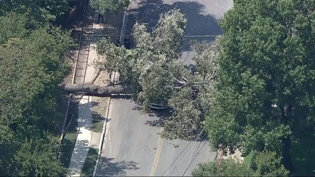 Tree falls on SUV in Lakewood area of Dallas, female in serious condition