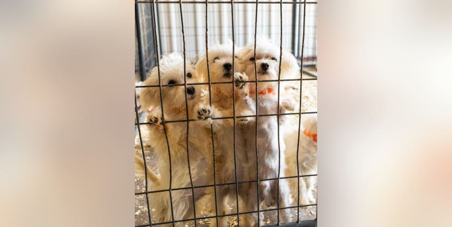 50-60 Maltese dogs need foster homes after animal cruelty rescue