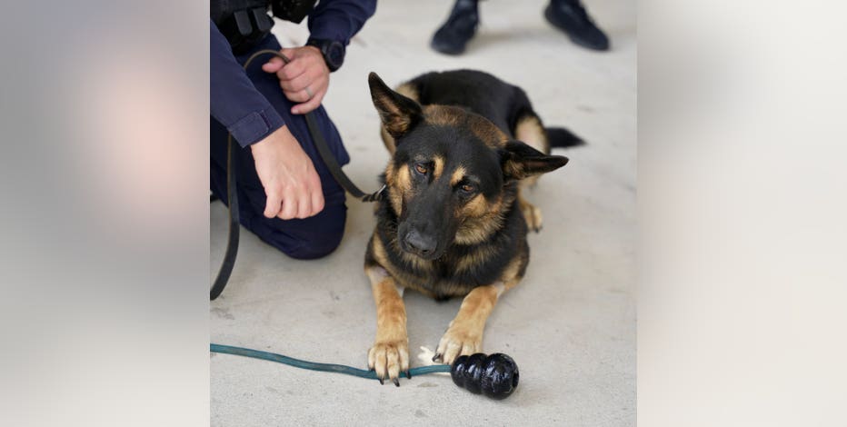 Dallas PD K-9 heads home after heat-related hospitalization