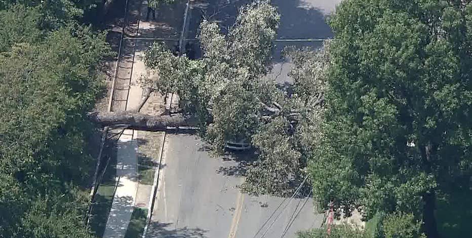 Tree falls on SUV in Lakewood area of Dallas, female in serious condition