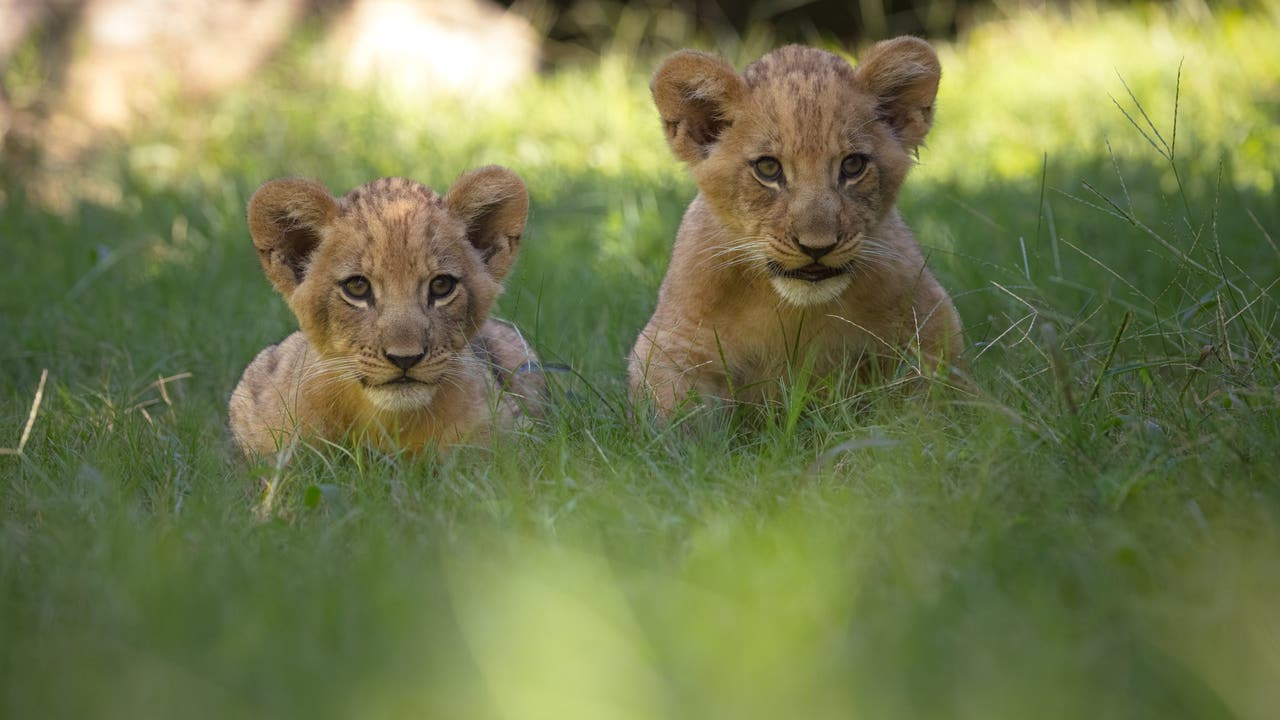 Fort Worth Zoo Welcomes Twin Lion Cubs in Conservation Program