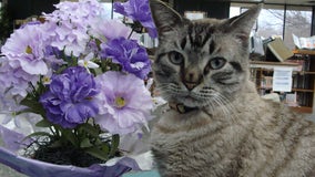 Browser the library cat dies at 15, White Settlement says