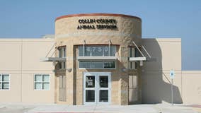 Collin County Animal Services investigate disease outbreak, dog adoptions suspended