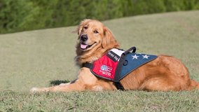Longtime Kaufman County DA service dog dies