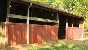 Grand Prairie goat deaths ruled predator attack, not homicide