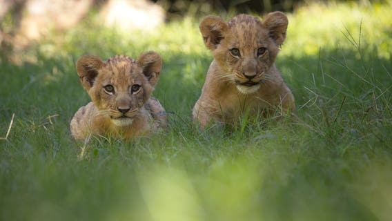 Fort Worth Zoo welcomes 2 new lion cubs; Meet Imara and Tamu