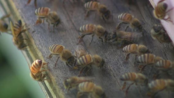 Plano beekeeper removes 100-pound hive hidden in home's ceiling