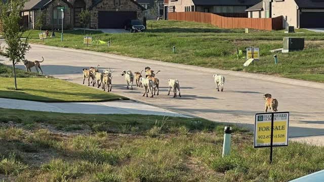 Godley dog pack rounded up after concern from community
