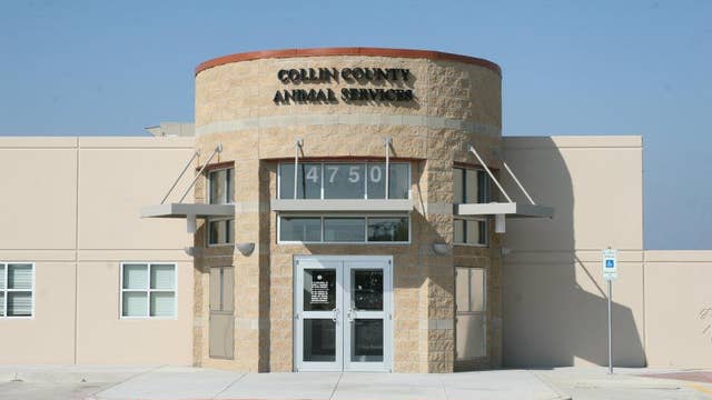 Collin County Animal Services investigate disease outbreak, dog adoptions suspended