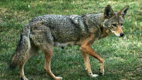 ‘Don’t be alarmed if you hear gunfire’: DeSoto shooting, killing  coyotes after recent pet attacks
