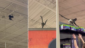 Spooked monkey at Spirit Halloween swings from rafters