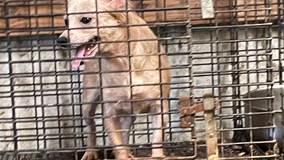16 dogs rescued in Van Zandt County, found drinking 'feces-contaminated water'