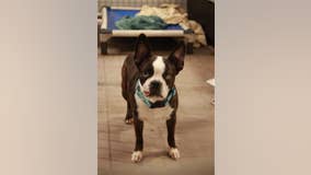 SPCA rescues 10 dogs in Terrell, abandoned after owner’s death