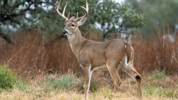 Texas deer and quail hunting seasons open Nov. 1