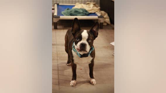 SPCA rescues 10 dogs in Terrell, abandoned after owner’s death