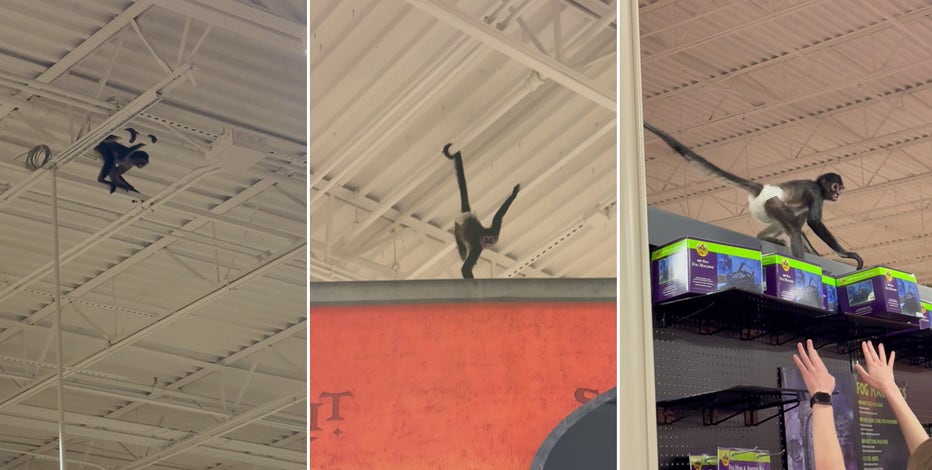 Spooked monkey at Spirit Halloween swings from rafters