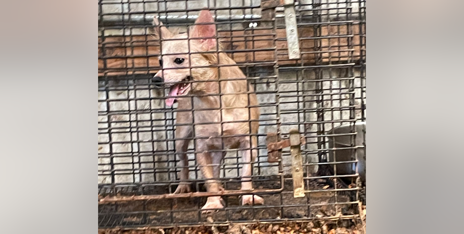 16 dogs rescued in Van Zandt County, found drinking 'feces-contaminated water'