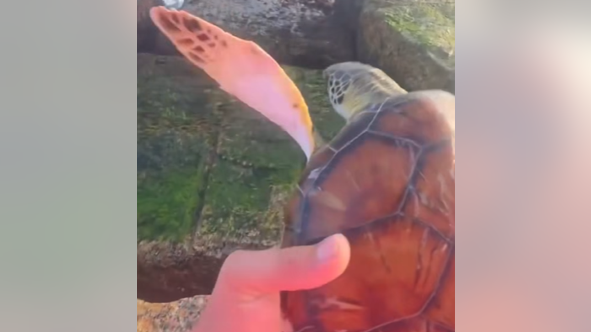 WATCH: Couple rescues sea turtle trapped on Texas coast