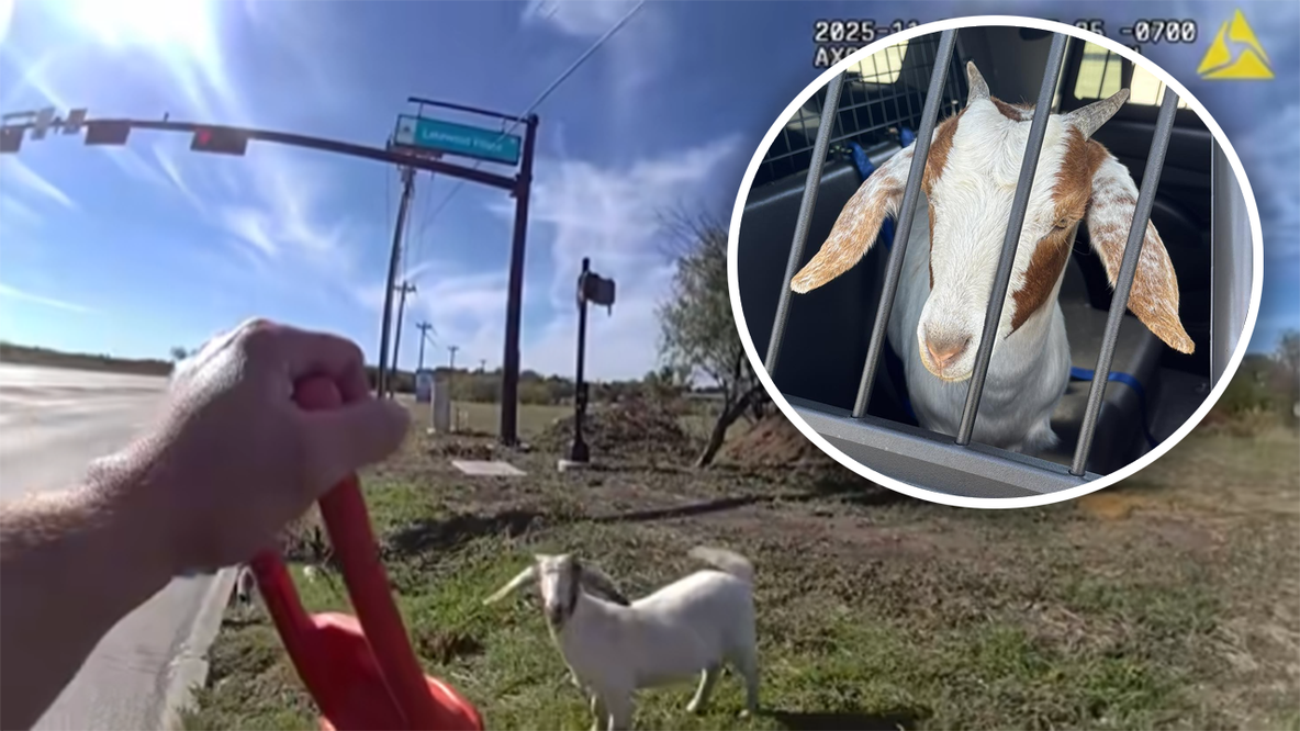 WATCH: Texas goat gets got in hilarious police bodycam video