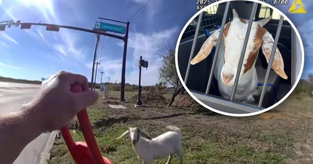 VIDEO: Texas police arrest goat | FOX 26 Houston
