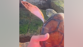 WATCH: Couple rescues sea turtle trapped on Texas coast