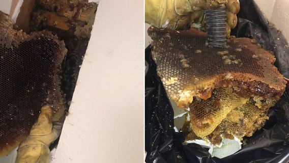 Princeton homeowner shocked to find 15K bees inside bathroom wall