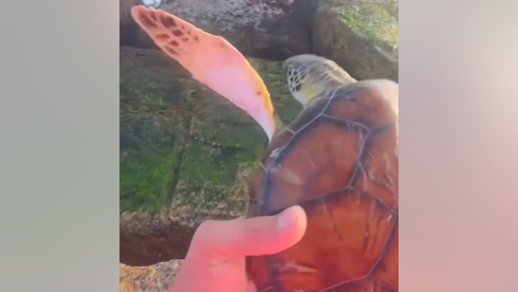 WATCH: Couple rescues sea turtle trapped on Texas coast
