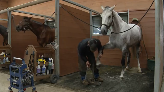 North Texas events, businesses impacted by spread of deadly horse virus