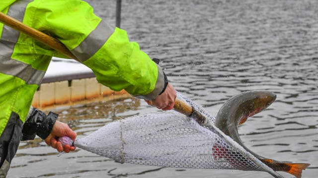 Texas trout fishing season kicks off for the holidays