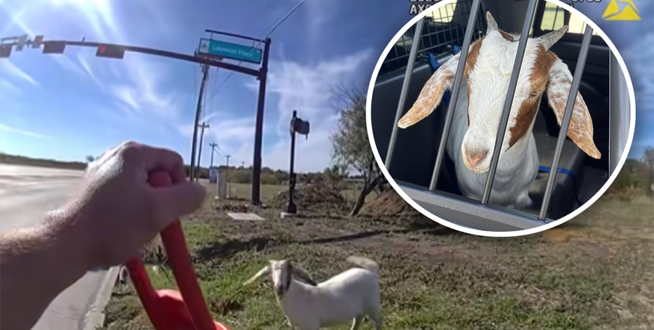 WATCH: Texas goat gets got in hilarious police bodycam video