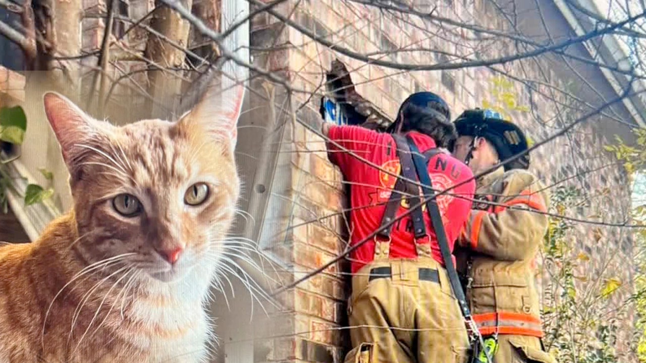 Felix the Cat rests under the tree after Christmas Eve chimney rescue