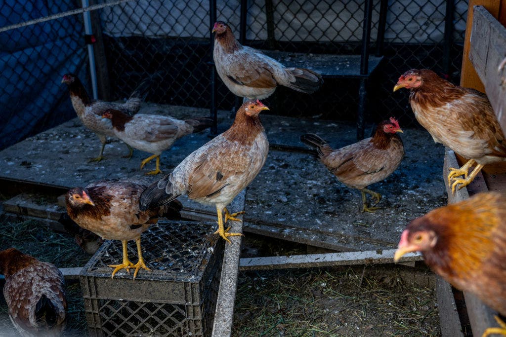 First 2025 commercial case of bird flu reported in Texas