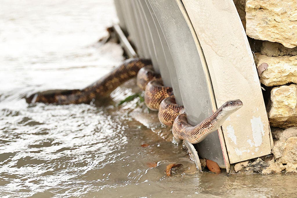6 Texas rivers where you are most likely to encounter snakes
