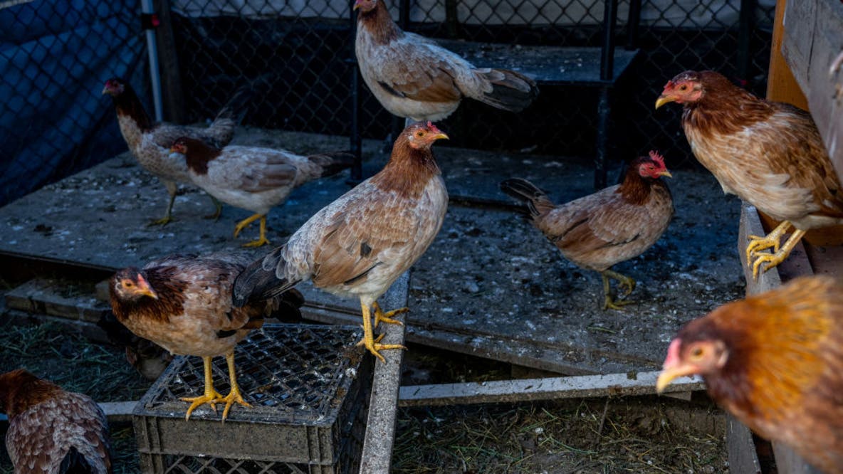 First 2025 commercial case of bird flu reported in Texas