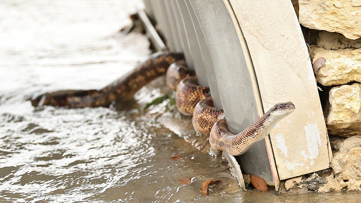 6 Texas rivers where you are most likely to encounter snakes