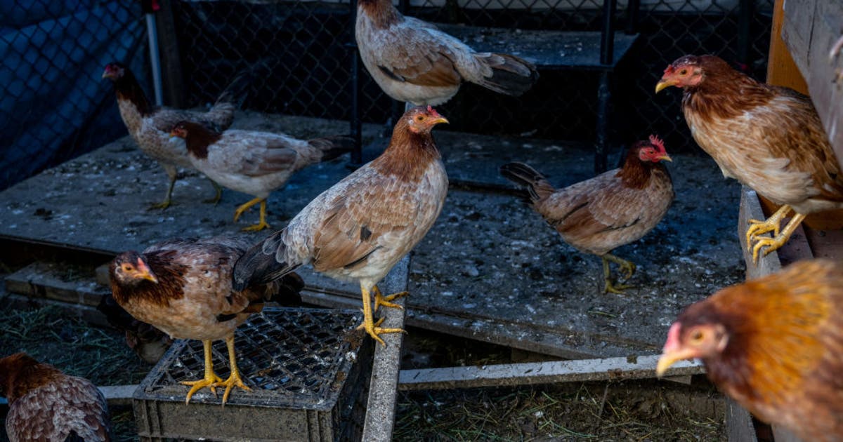 First 2025 commercial case of bird flu reported in Texas | FOX 4 Dallas ...