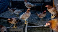 First 2025 commercial case of bird flu reported in Texas