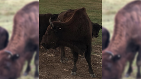 Bison beheading: Reward rises in Cooke County poaching case