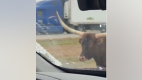 Longhorn trots down I-70 in Indiana, narrowly dodging traffic